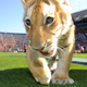 Illustration for article titled Auburn Wrests Title Of "Team Everyone Wants To Play" From Arkansas